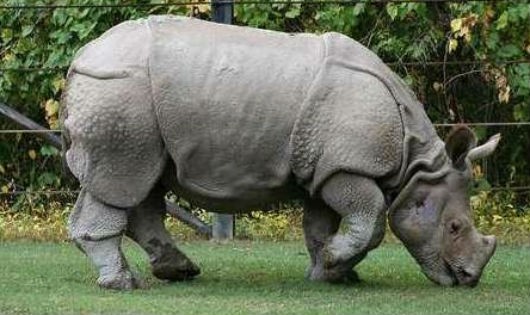 Con tê giác Java cuối cùng của Việt Nam bị tiệt chủng ( nguồn Internet).