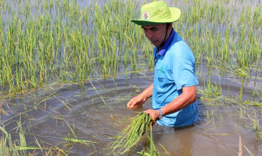 Người dân loay hoay trước những cánh đồng lúa bị lũ tràn vào