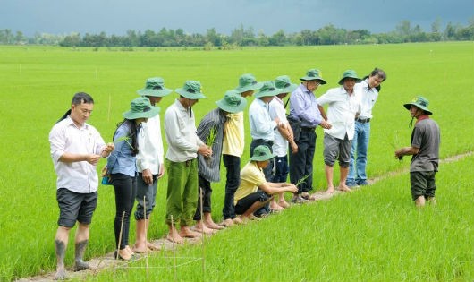 Các cánh đồng thực hiện chương trình canh tác lúa thông minh đạt kết quả cao