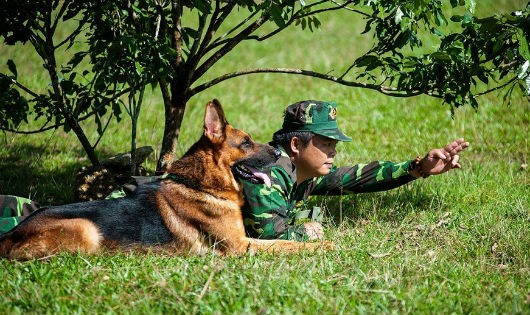 Chó nghiệp vụ và huấn luyện viên tập luyện mật phục