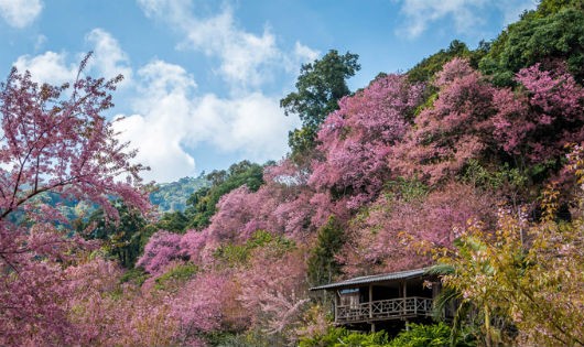 Tết này, dạo chơi ở thung lũng hoa đào 'dài vạn dặm'