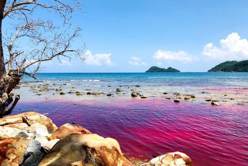 Hiện tượng thủy triều đỏ xuất hiện trên vùng biển của đảo Thổ Chu. (Ảnh: Người dân cung cấp.)