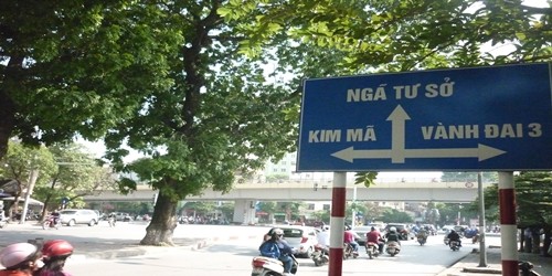 Ngày mai, hàng chục gốc xà cừ cổ thụ trên đường Kim Mã sẽ bị đánh chuyển, chặt hạ (Ảnh: Q.Minh)