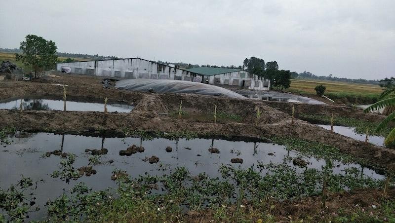 Chủ các trại nuôi lợn đang nâng cấp hệ thống xử lí chất thải sau khi có phản ánh của người dân.