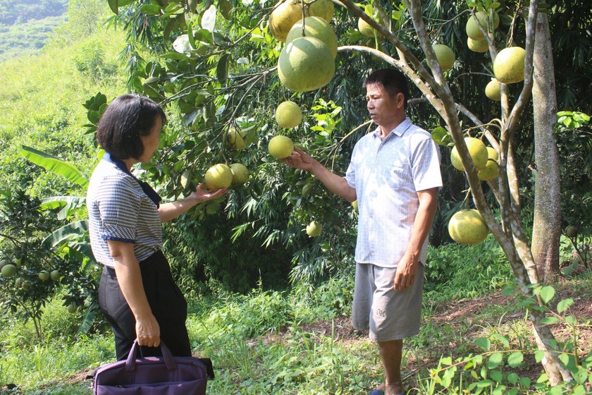 Phát triển kinh tế tại huyện Tân Lạc: Sự thích ứng và đổi mới trong Chính sách phát triển kinh tế - xã hội vùng đồng bào dân tộc thiểu số và miền núi.