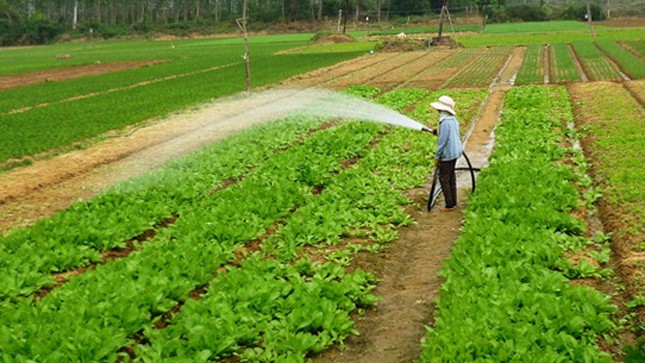 Làng rau Thuận Nghĩa hối hả phục vụ Tết