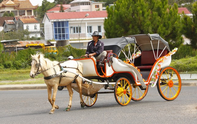 Tản mạn chuyện xe ngựa trên thế giới