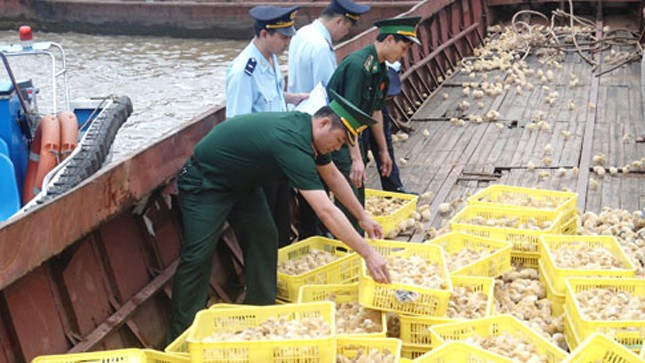 Lập 6 chốt ngăn chặn gà nhập lậu