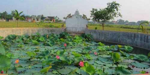 Hoa sen tỏa hương thơm ngào ngạt vào cuối mùa thu