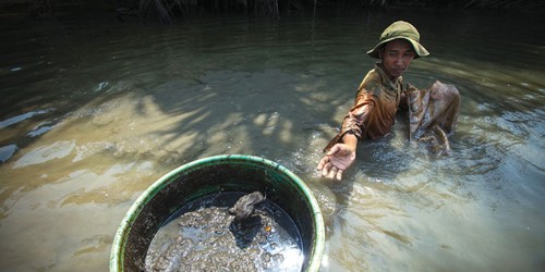 Chân dung một thợ đãi trùn chỉ 