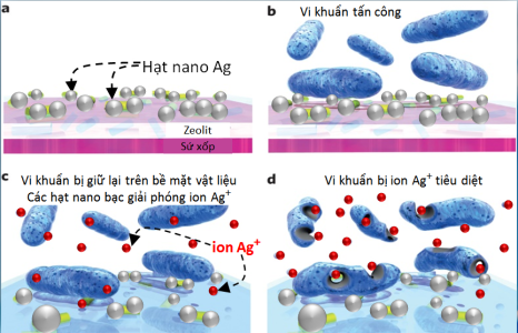 Một ví dụ về cơ chế diệt khuẩn của nano bạc trong máy lọc nước