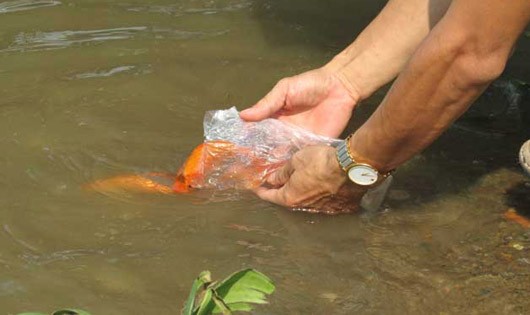 Con người nên phóng sinh chứ không nên sát sinh