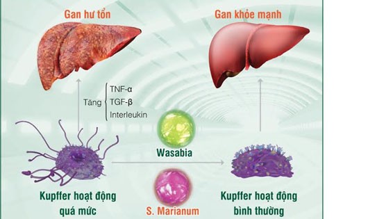 Phát hiện mới về nguyên nhân gây ung thư gan từ thực phẩm bẩn