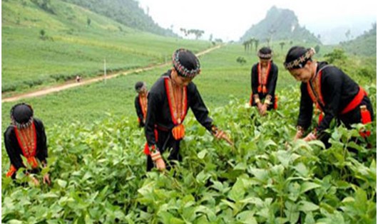 Một góc bình nguyên xanh Khai Trung