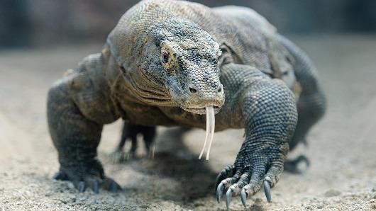 Mọi vấn đề về kháng thuốc kháng sinh có thể được giải quyết nhờ máu rồng komodo