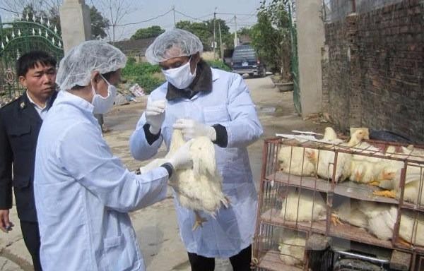 Xuất hiện ổ dịch cúm gia cầm H5N1 mới tại tỉnh Quảng Ninh