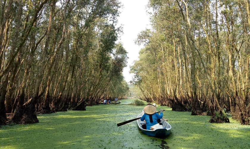 Rừng Tràm Trà Sư (An Giang)