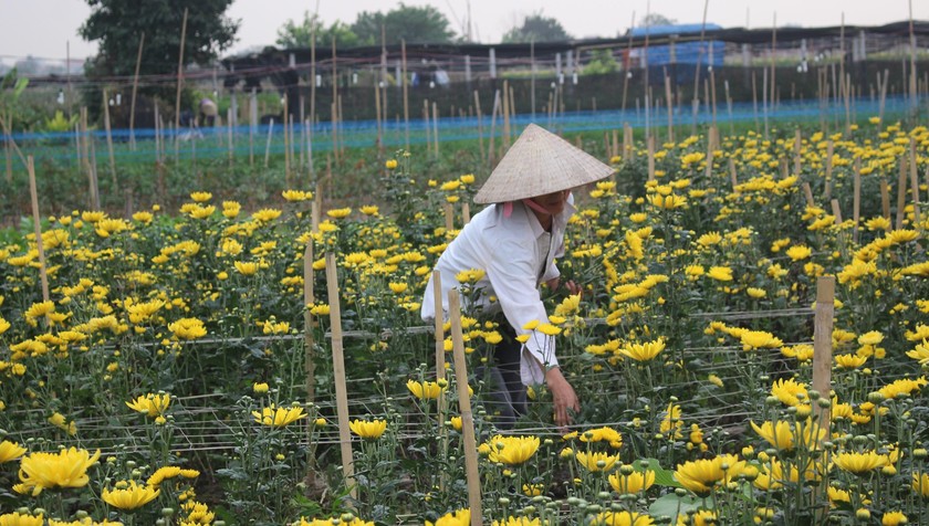 Giá hoa tươi trước Tết chưa bằng 1/3 năm ngoái