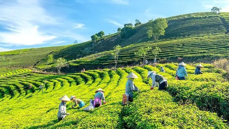 Một điểm du lịch canh nông Đà Lạt.