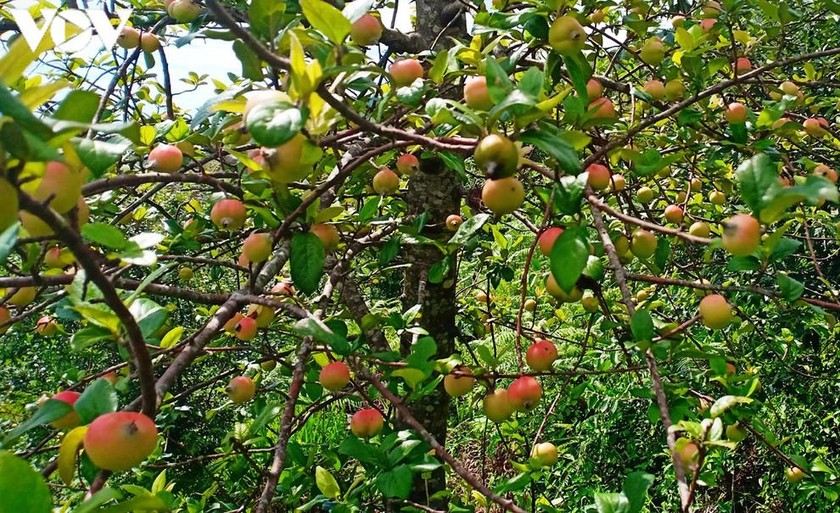 Táo mèo là một trong những bài thuốc Đông y được nhiều người sử dụng nhờ công dụng hữu hiệu. 