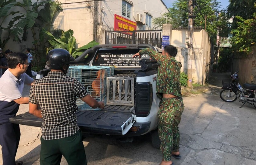 Hoạt động của đội chuyên trách bắt chó thả rông và động vật mắc bệnh dại, có dấu hiệu mắc bệnh dại của phường Hiệp Bình Chánh.