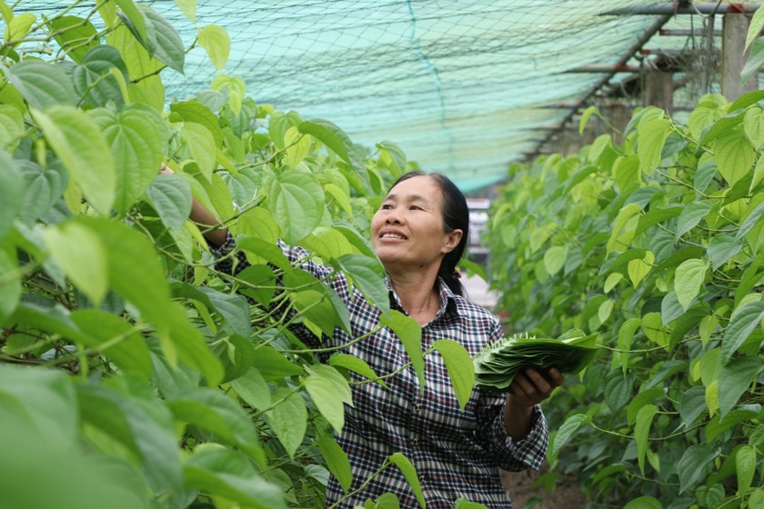 Làm giàu từ lá trầu không