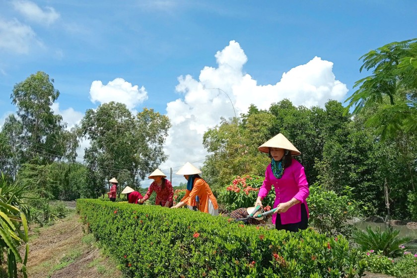 Phụ nữ xã Tam Giang Tây, huyện Ngọc Hiển chăm sóc hàng rào cây xanh tạo cảnh quan môi trường ngày thêm khởi sắc.