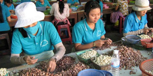 Hiện nhu cầu về hạt điều đang tăng mạnh nhưng cạnh tranh cũng gay gắt hơn
