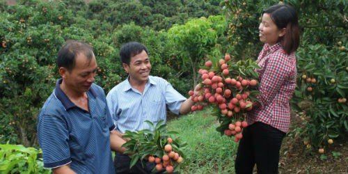 Niềm vui được mùa vải thiều áp dụng theo tiêu chuẩn Vietgap