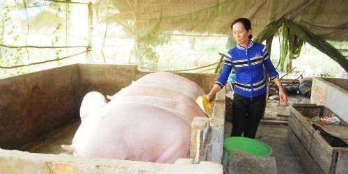 Giá heo liên tục giảm khiến người nuôi ở Cà Mau lỗ nặng