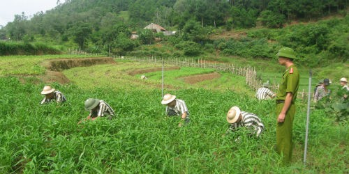 Nhiều người phạm tội có khả năng được trả tự do sớm