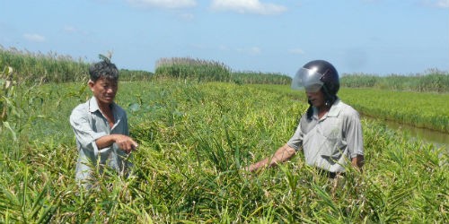 Người dân cho biết đã áp dụng nhiều biện pháp từ khoa học đến thủ công nhưng dịch bệnh vẫn lây lan, khiến người dân ăn ngủ không yên