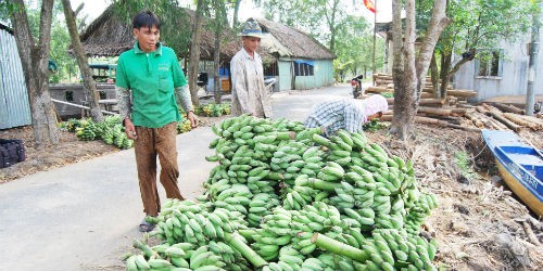 Người dân phấn khởi thu hoạch chuối