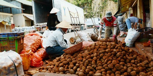 Khoai tây Trung quốc được làm giả khoai tây Đà Lạt