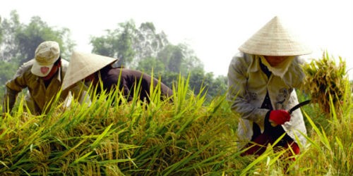 Nhiều chính sách đầu tư công cho nông nghiệp đã không đến được tay người nông dân. (Ảnh minh họa)