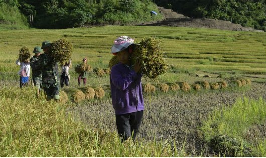 Cán bộ, chiến sĩ Đồn Biên phòng Hua Bum giúp người dân Hà Nhì ở bản Chang Chảo Pá, xã Hua Bum thu hoạch lúa