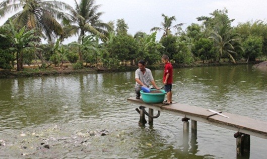 Nguồn vốn vay ưu đãi giúp bà con Tây Đô phát triển các mô hình du lịch sinh thái miệt vườn