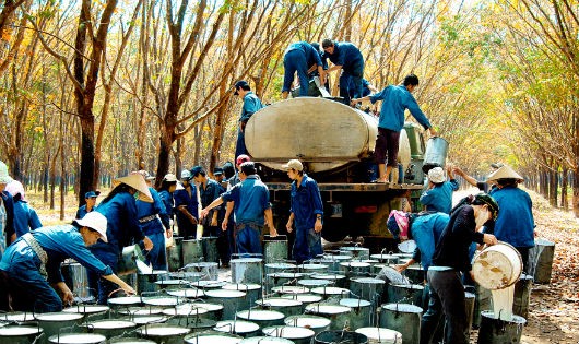 Một số doanh nghiệp khai thác, chế biến cao su cần sắp xếp, đổi mới mô hình hoạt động