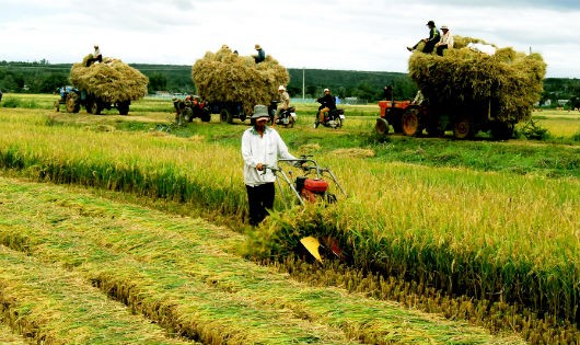 Bảo hiểm nông nghiệp mang lại sự yên tâm cho nông dân. Ảnh minh họa