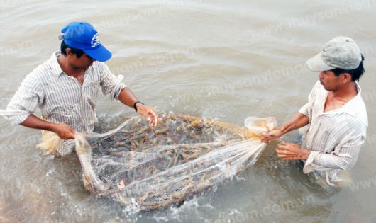 Con tôm đang trở thành “cứu cánh” cho ngành nông nghiệp. Ảnh minh họa