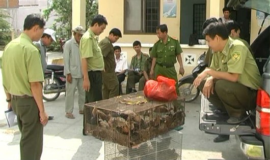 Bắt động vật hoang dã tại Tràm Chim