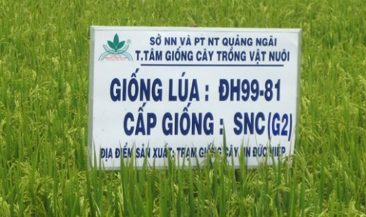 Bảo hộ giống cây trồng kém, nguy cơ mất nguồn gen quý hiếm