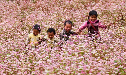 Sặc sỡ hoa tam giác mạch