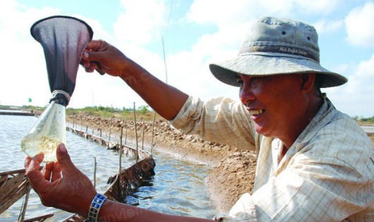 Việc giảm thuế cho mặt hàng trứng Artemia về 0% sẽ thúc đẩy cho ngành tôm phát triển trong giai đoạn cuối năm