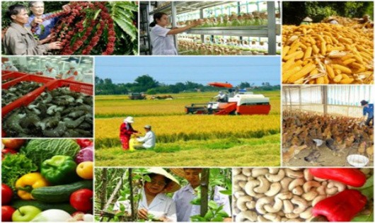 Tín dụng cho nông nghiệp, nông thôn: 70% dân số - 18% dư nợ