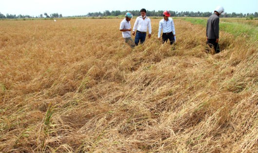 Vựa lúa Đồng bằng sông Cửu Long bị ảnh hưởng bởi biến đổi khí hậu.Ảnh: tuoitre.vn