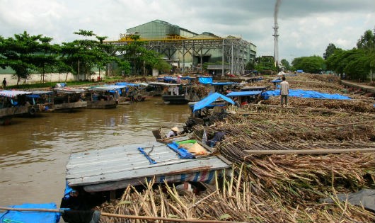 Thu mua mía nguyên liệu ở Phụng Hiệp – Hậu Giang