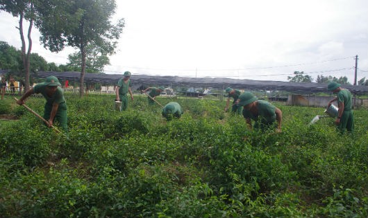 Vườn chè vằng đoàn viên