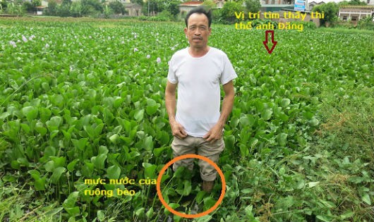 Ruộng bèo, nơi phát hiện anh Lê Văn Đăng chết phía sau Trường  Tiểu học Đại Đồng