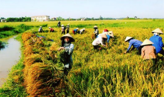 Tăng trưởng được phục hồi sau 6 tháng tăng trưởng âm là một trong những điểm sáng quan trọng của ngành Nông nghiệp trong năm nay